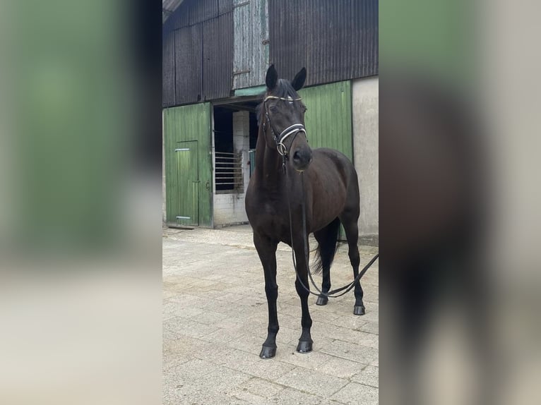 Hannoveriano Yegua 5 años 169 cm Morcillo in Neuhaus an der Oste