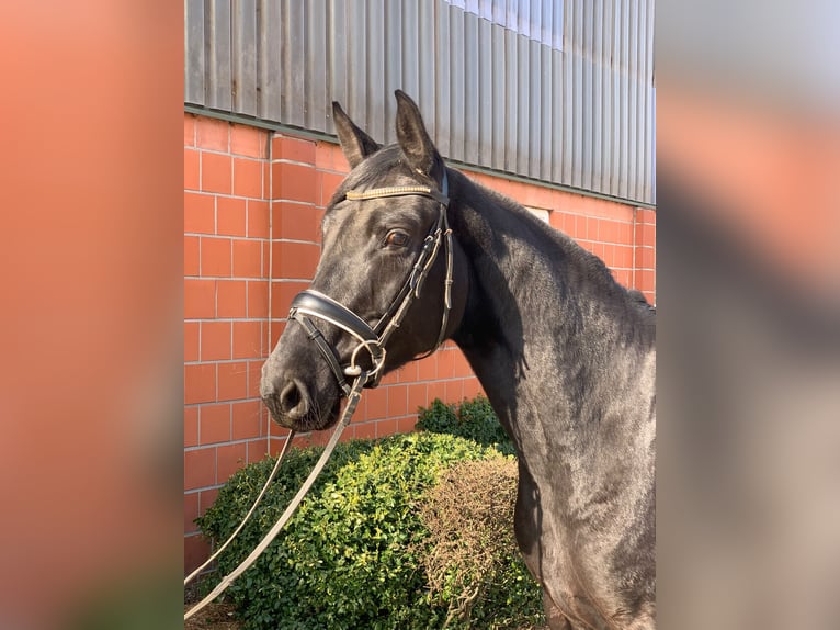 Hannoveriano Yegua 5 años 169 cm Negro in Hepstedz