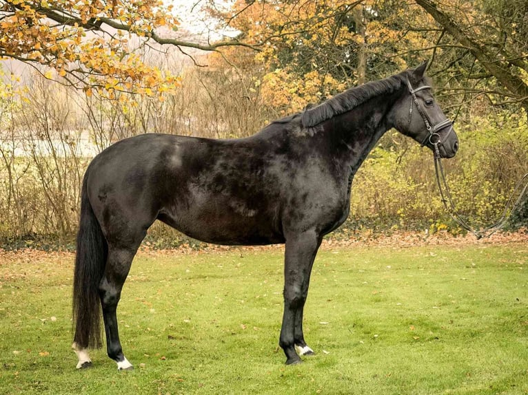 Hannoveriano Yegua 5 años 169 cm Negro in Langelsheim