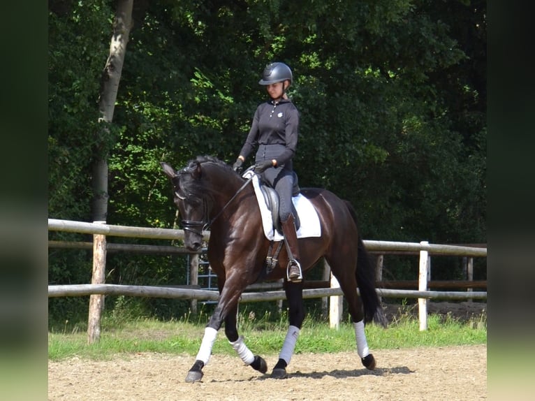 Hannoveriano Yegua 5 años 169 cm Negro in Staffhorst
