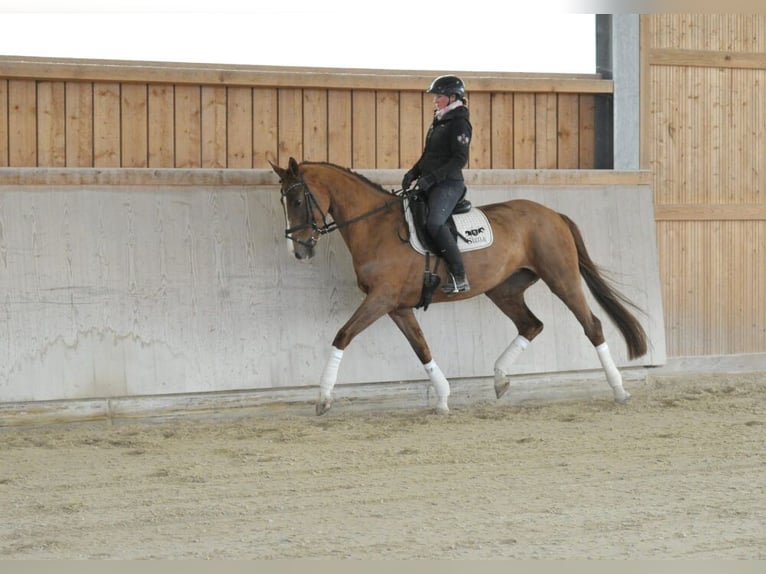 Hannoveriano Yegua 5 años 170 cm Alazán in Wellheim