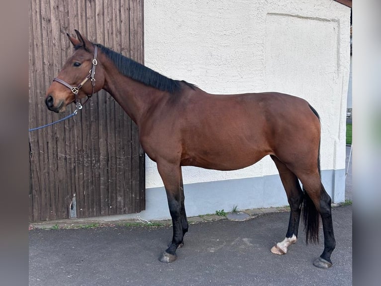 Hannoveriano Yegua 5 años 170 cm Castaño in Rodgau