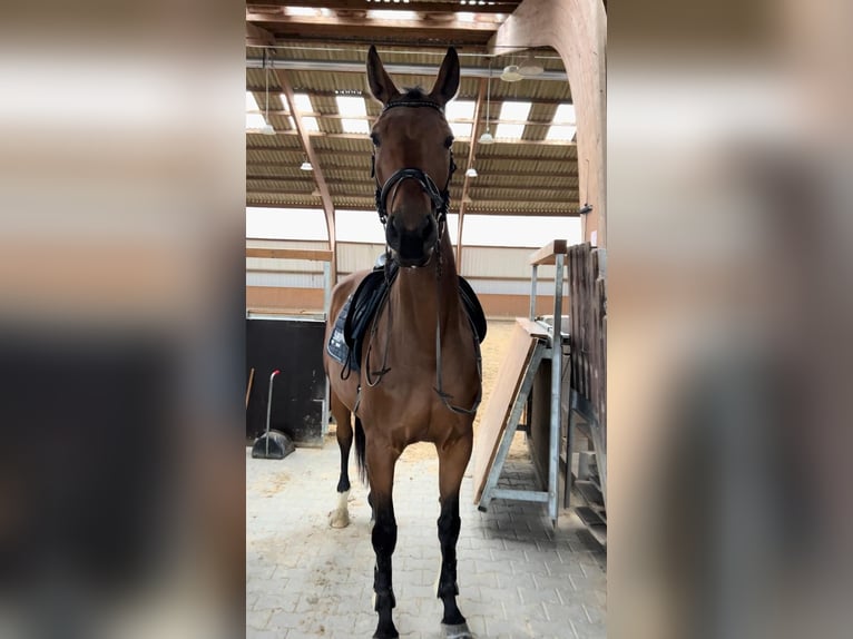 Hannoveriano Yegua 5 años 170 cm Castaño in Wolfenbüttel