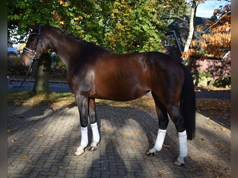 Hannoveriano Yegua 5 años 170 cm Castaño in Fredenbeck