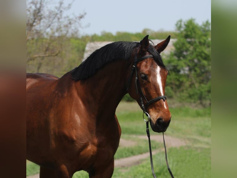 Hannoveriano Yegua 5 años 170 cm Castaño in Gyula