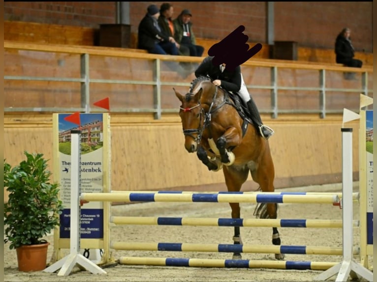 Hannoveriano Yegua 5 años 170 cm Castaño in Hamburg