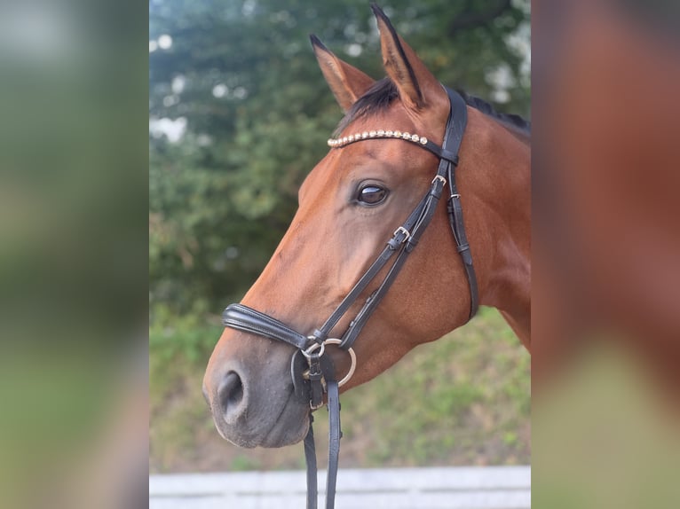 Hannoveriano Yegua 5 años 170 cm Castaño in Hamburg