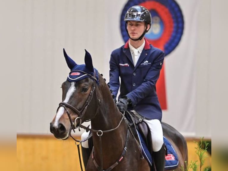 Hannoveriano Yegua 5 años 170 cm Castaño in Vechta