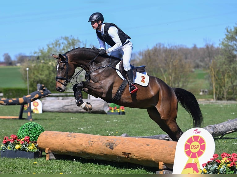 Hannoveriano Yegua 5 años 170 cm Castaño oscuro in Gomadingen