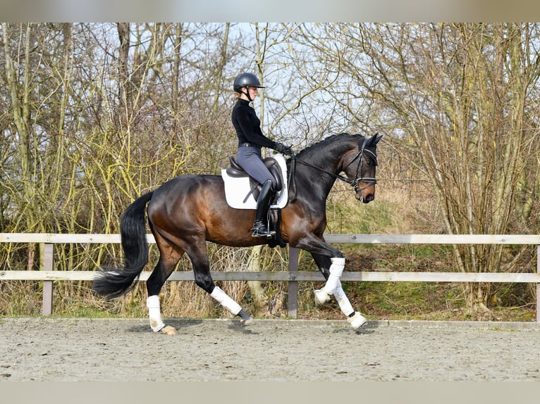 Hannoveriano Yegua 5 años 170 cm Castaño oscuro in Freienwill