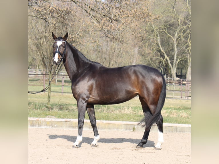 Hannoveriano Yegua 5 años 170 cm Castaño oscuro in Ratekau