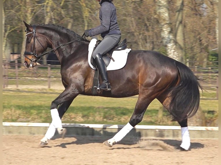 Hannoveriano Yegua 5 años 170 cm Castaño oscuro in Ratekau