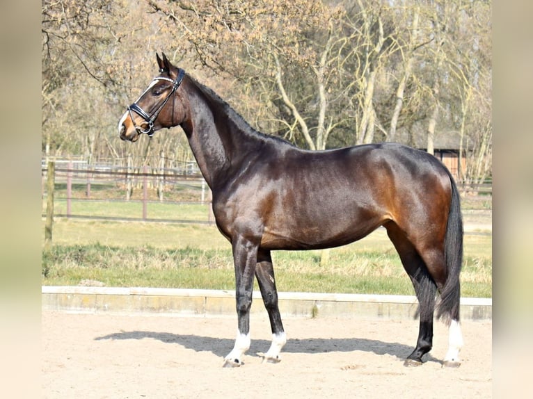 Hannoveriano Yegua 5 años 170 cm Castaño oscuro in Ratekau