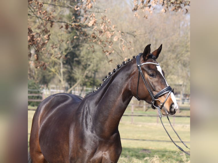 Hannoveriano Yegua 5 años 170 cm Castaño oscuro in Ratekau