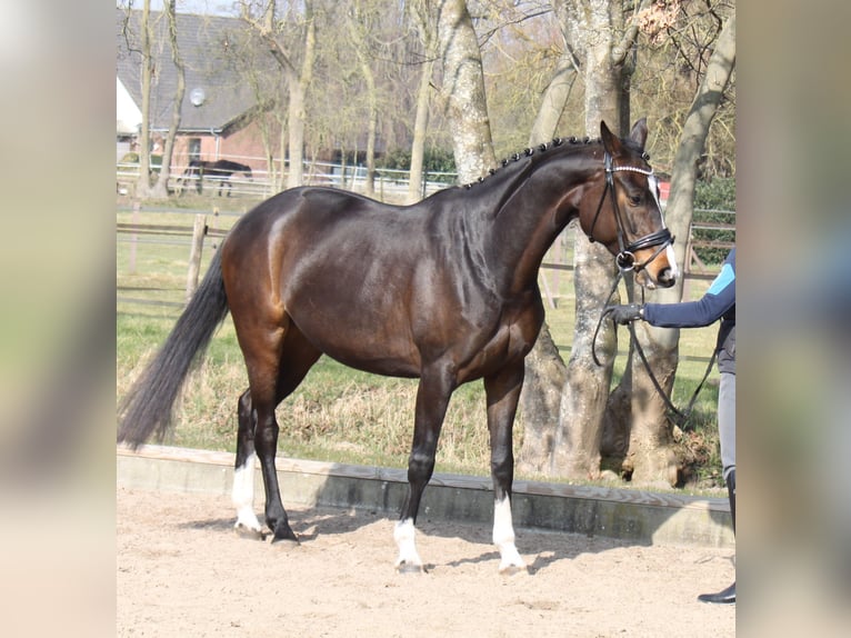 Hannoveriano Yegua 5 años 170 cm Castaño oscuro in Ratekau