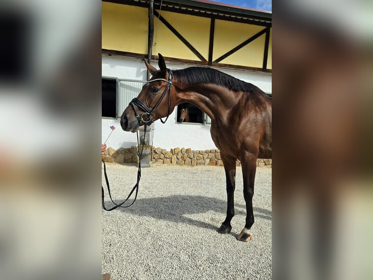 Hannoveriano Yegua 5 años 170 cm Castaño oscuro in Tauberrettersheim