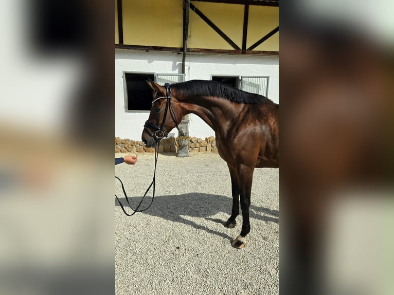 Hannoveriano Yegua 5 años 170 cm Castaño oscuro in Tauberrettersheim