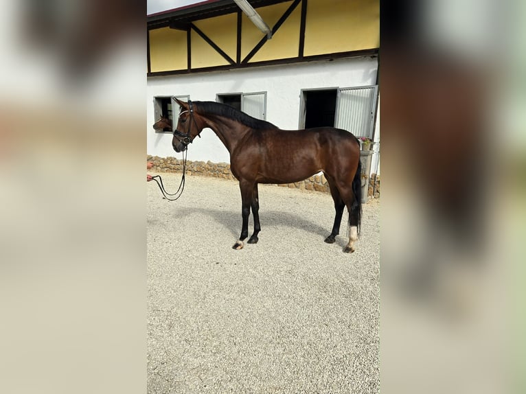Hannoveriano Yegua 5 años 170 cm Castaño oscuro in Tauberrettersheim