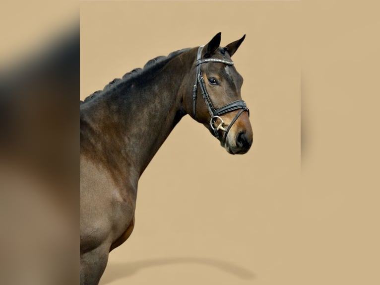 Hannoveriano Yegua 5 años 170 cm Castaño oscuro in Visbek