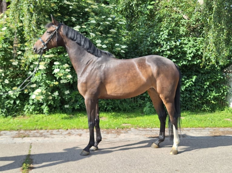 Hannoveriano Yegua 5 años 170 cm Castaño oscuro in Gorleben