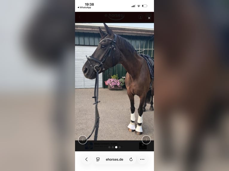 Hannoveriano Yegua 5 años 170 cm Morcillo in Hamminkeln