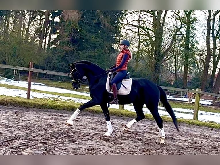 Hannoveriano Yegua 5 años 170 cm Negro in Kirchlinteln