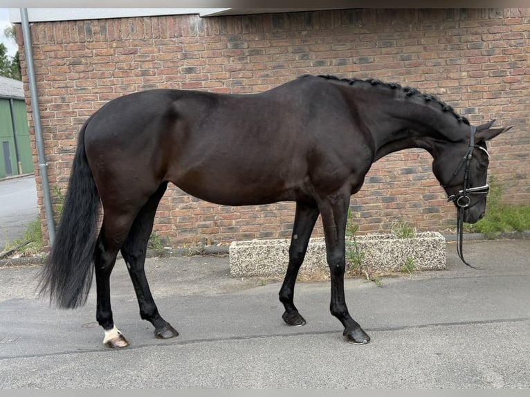 Hannoveriano Yegua 5 años 170 cm Negro in Niederkassel