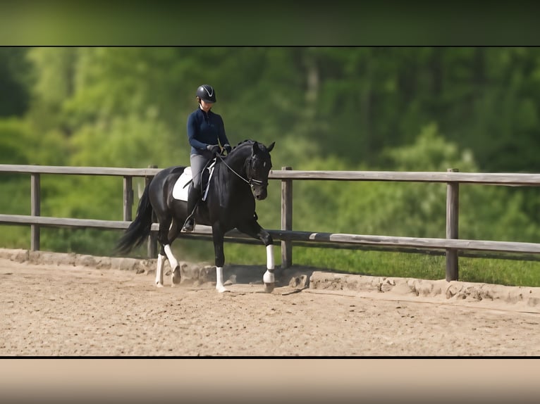 Hannoveriano Yegua 5 años 170 cm Negro in Sprockhövel