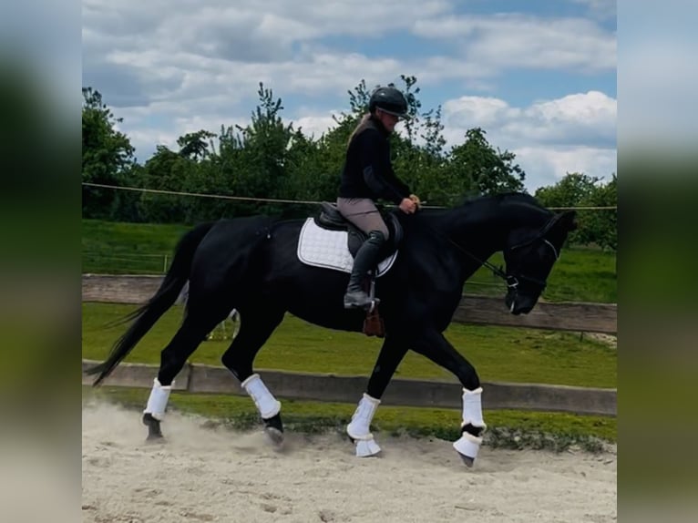 Hannoveriano Yegua 5 años 170 cm Negro in Wangen im Allg&#xE4;u