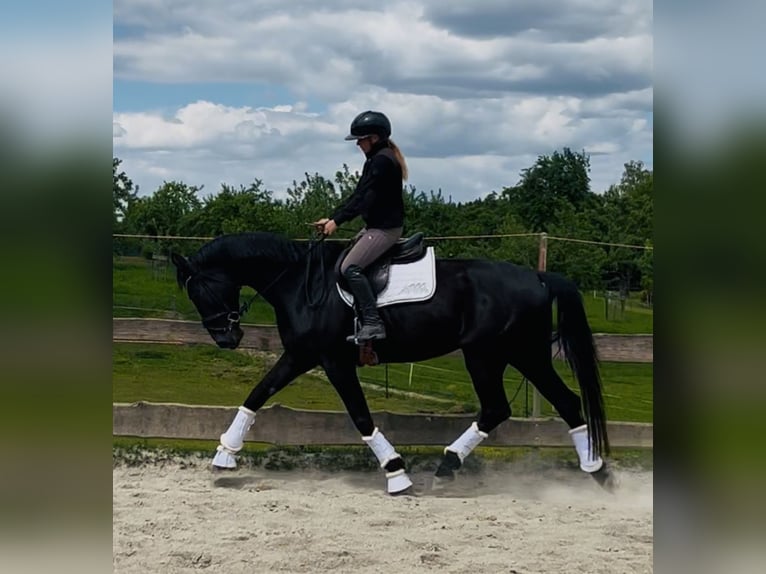 Hannoveriano Yegua 5 años 170 cm Negro in Wangen im Allg&#xE4;u