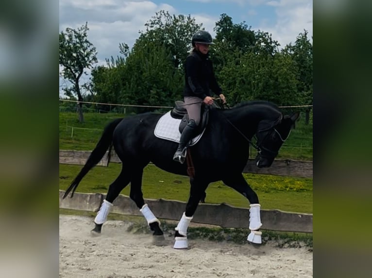 Hannoveriano Yegua 5 años 170 cm Negro in Wangen im Allg&#xE4;u