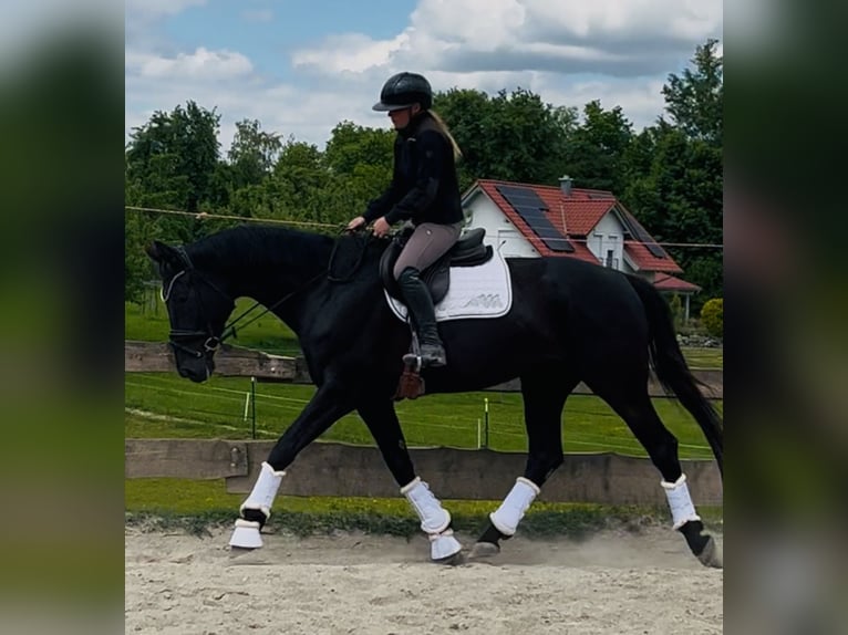Hannoveriano Yegua 5 años 170 cm Negro in Wangen im Allg&#xE4;u