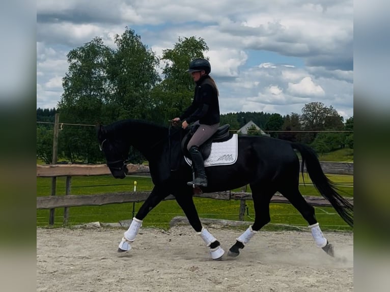 Hannoveriano Yegua 5 años 170 cm Negro in Wangen im Allg&#xE4;u