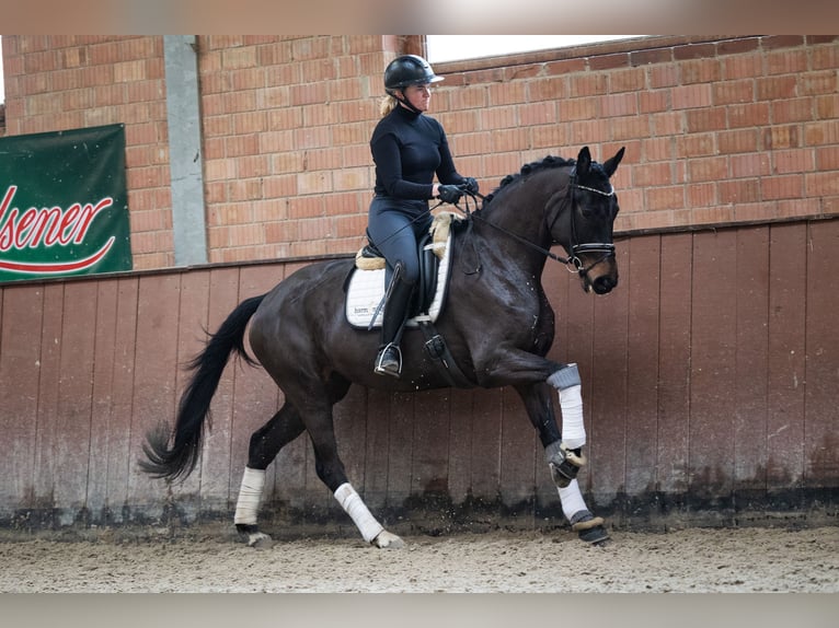 Hannoveriano Yegua 5 años 171 cm Castaño oscuro in Lindhorst Lindhorst