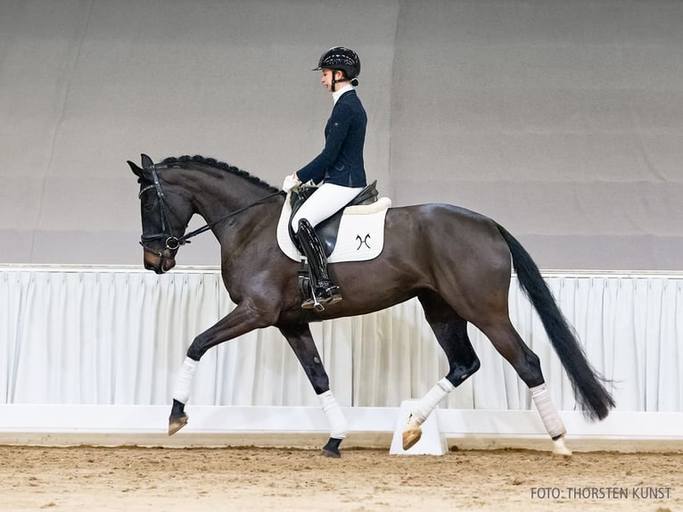 Hannoveriano Yegua 5 años 171 cm Castaño oscuro in Verden