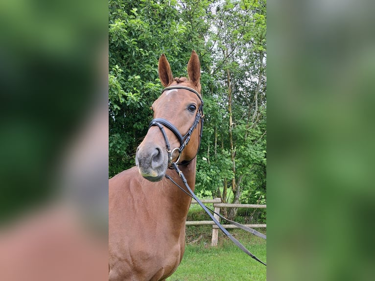 Hannoveriano Yegua 5 años 172 cm Alazán-tostado in Loxstedt