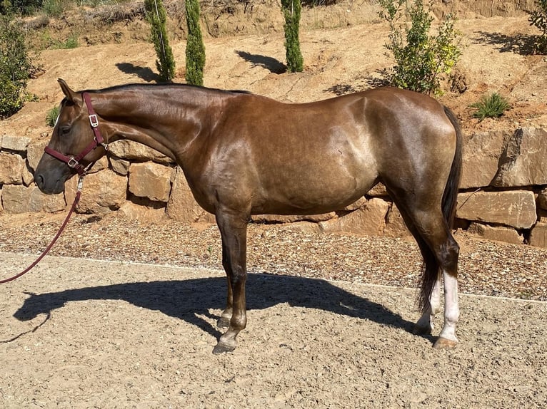 Hannoveriano Yegua 5 años 172 cm  in Argentona