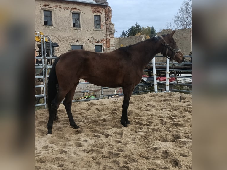 Hannoveriano Yegua 5 años 172 cm Castaño in M&#xFC;geln