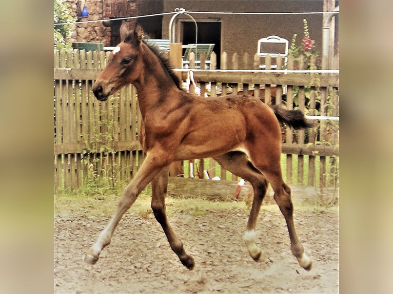 Hannoveriano Yegua 5 años 172 cm Castaño oscuro in Korbach