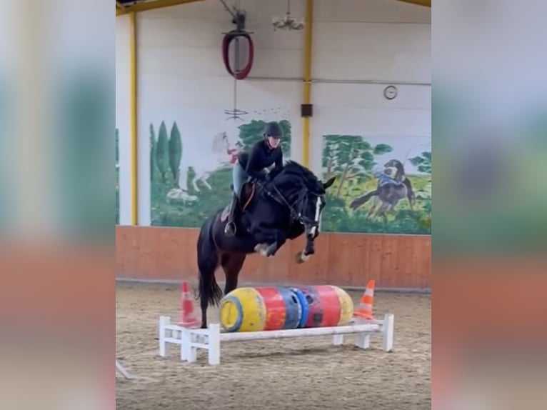 Hannoveriano Yegua 5 años 172 cm Negro in Rees