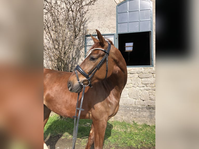 Hannoveriano Yegua 5 años 173 cm Alazán-tostado in Rosengarten