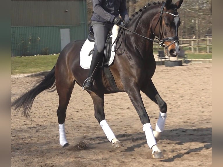 Hannoveriano Yegua 5 años 173 cm Castaño oscuro in Ratekau9000