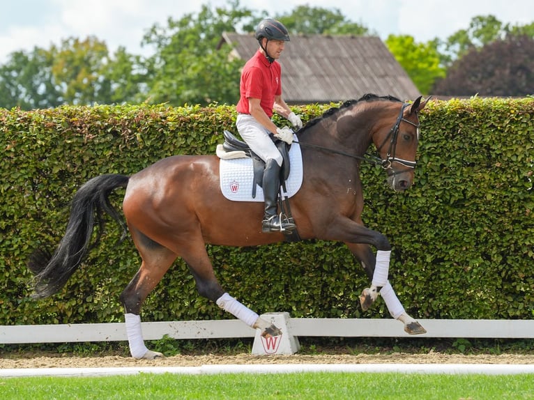 Hannoveriano Yegua 5 años 173 cm Castaño oscuro in Münster