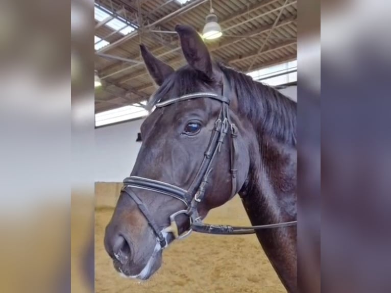 Hannoveriano Yegua 5 años 173 cm Negro in Balge