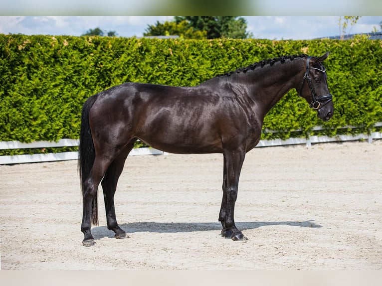 Hannoveriano Yegua 5 años 173 cm Negro in Zoelen
