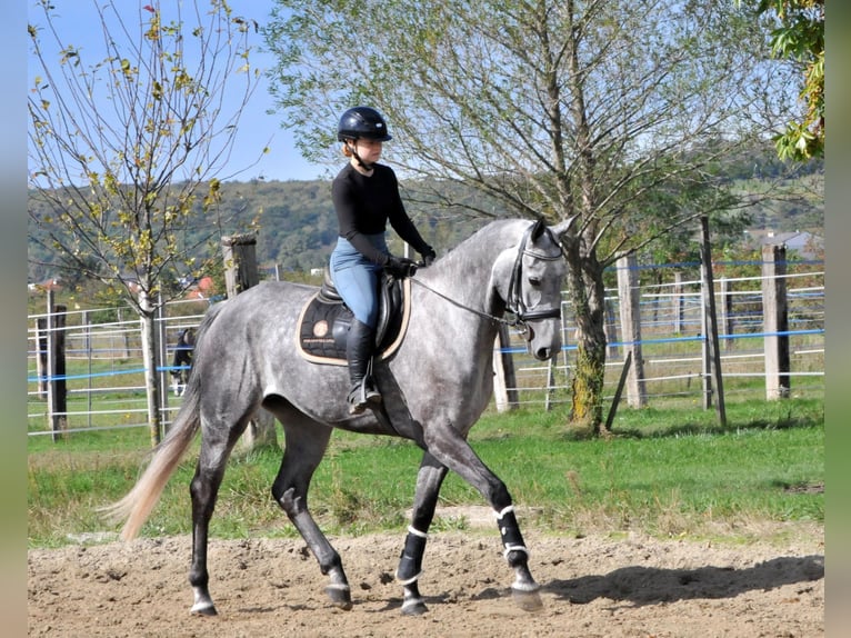 Hannoveriano Yegua 5 años 173 cm Tordo in Schattendorf