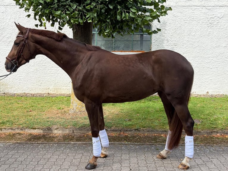 Hannoveriano Yegua 5 años 174 cm Alazán in Scharbeutz