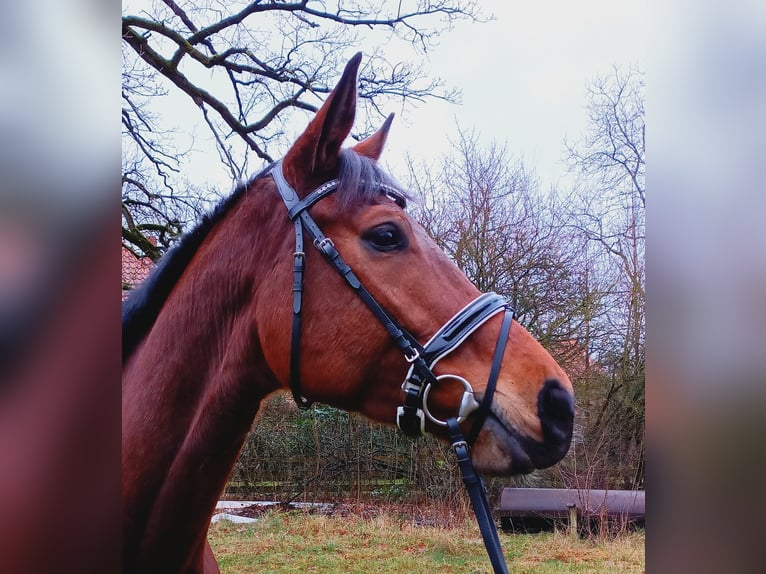 Hannoveriano Yegua 5 años 174 cm Castaño in Burgdorf