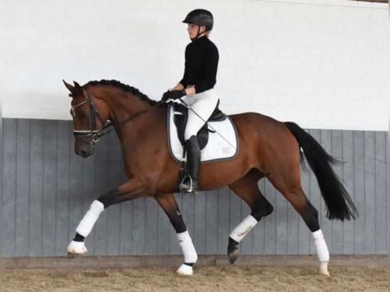 Hannoveriano Yegua 5 años 174 cm Castaño in Tiddische