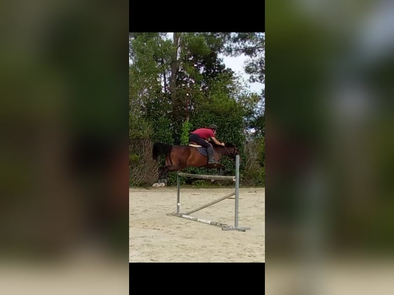 Hannoveriano Yegua 5 años 174 cm Castaño claro in Vigo